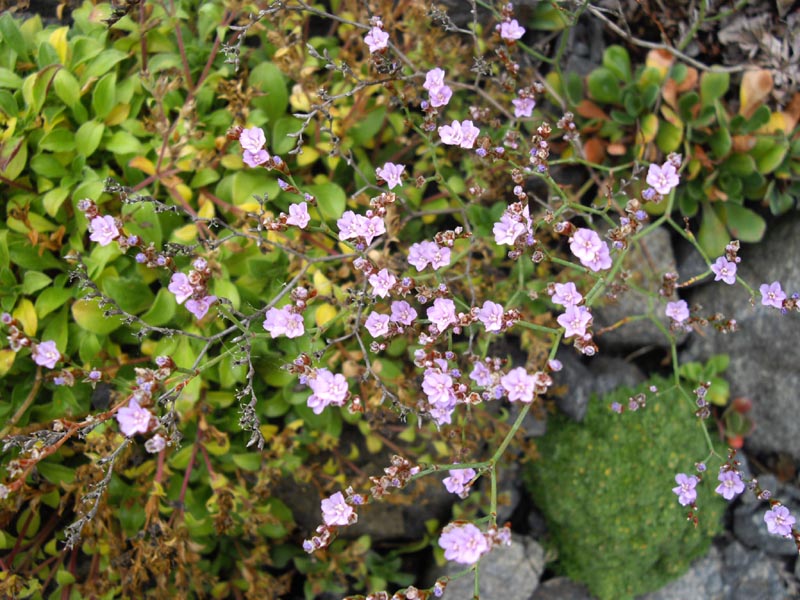 Limonium bellidifolium photo